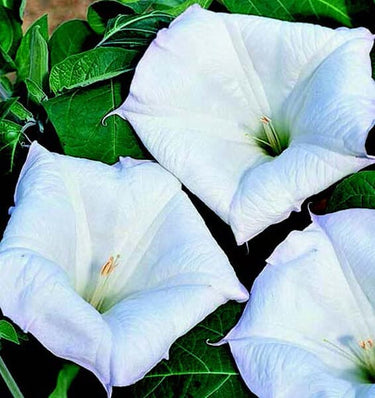 Evening Fragrance Angels Trumpet Seeds